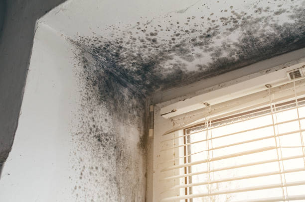 Affordable Attic Mold Remediation solutions in Marriottsville, MD